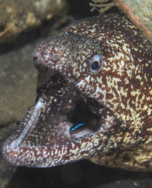 ウツボ お魚図鑑 海底奉行のわくわく海洋教室