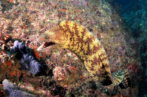 ウツボ お魚図鑑 海底奉行のわくわく海洋教室