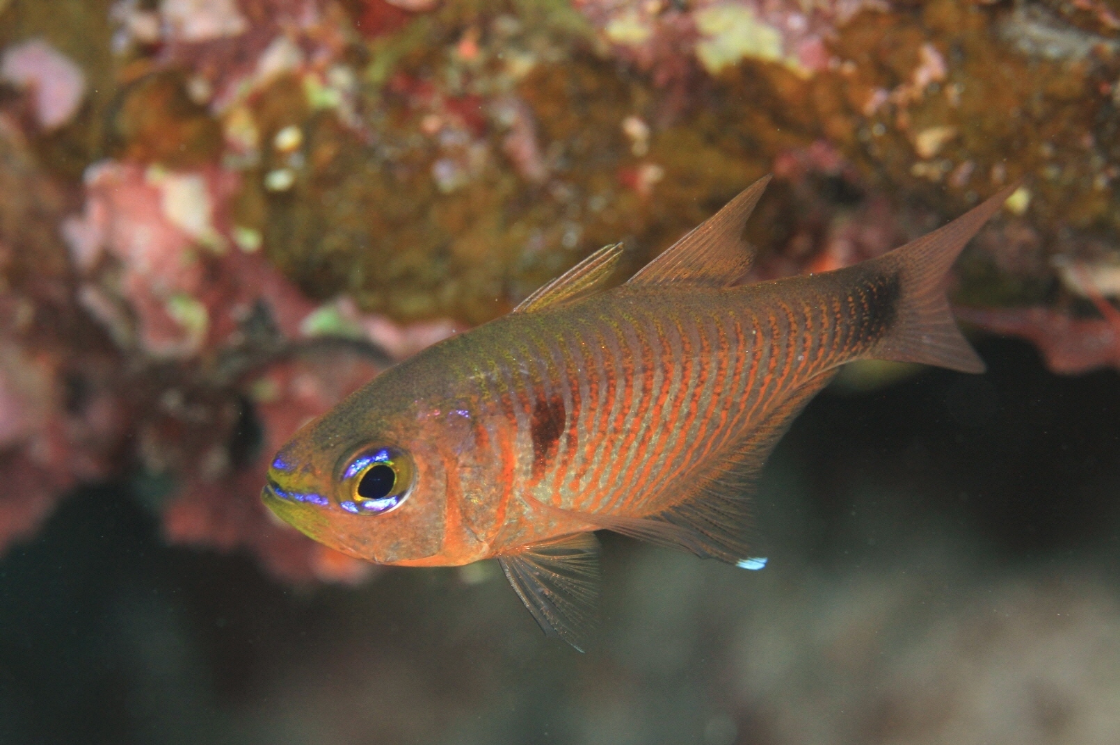 お魚図鑑 2 海底奉行のわくわく海洋教室