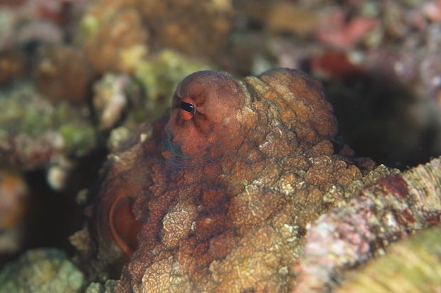 ワモンダコ 軟体図鑑 海底奉行のわくわく海洋教室