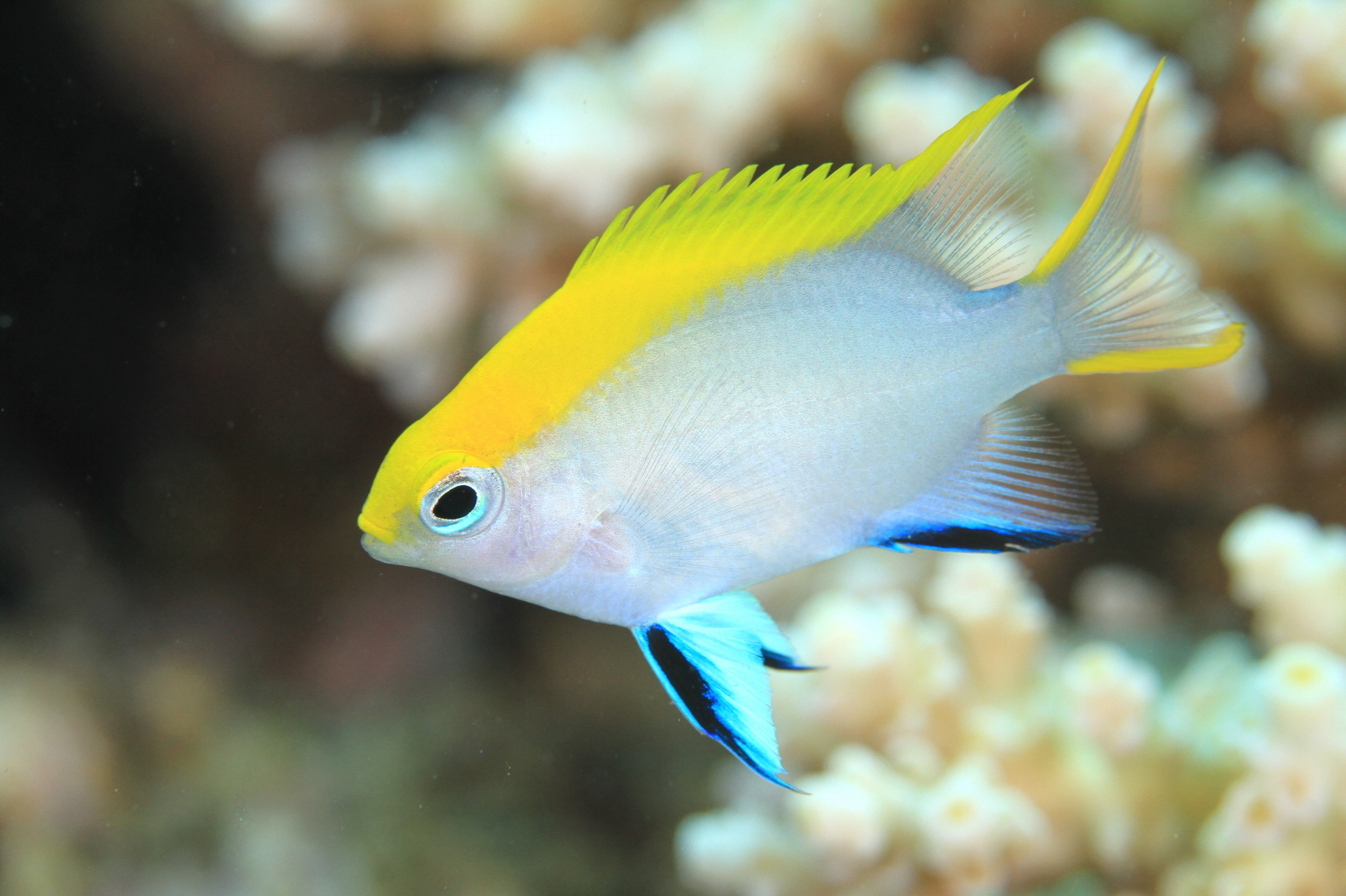 お魚図鑑 2 海底奉行のわくわく海洋教室