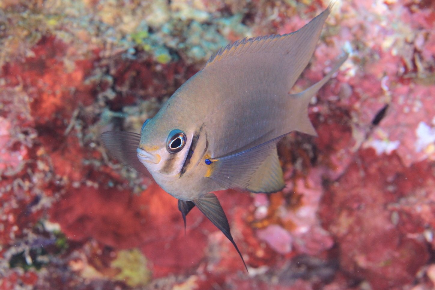 お魚図鑑 2 海底奉行のわくわく海洋教室