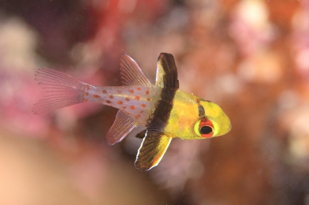 マンジュウイシモチ お魚図鑑 海底奉行のわくわく海洋教室