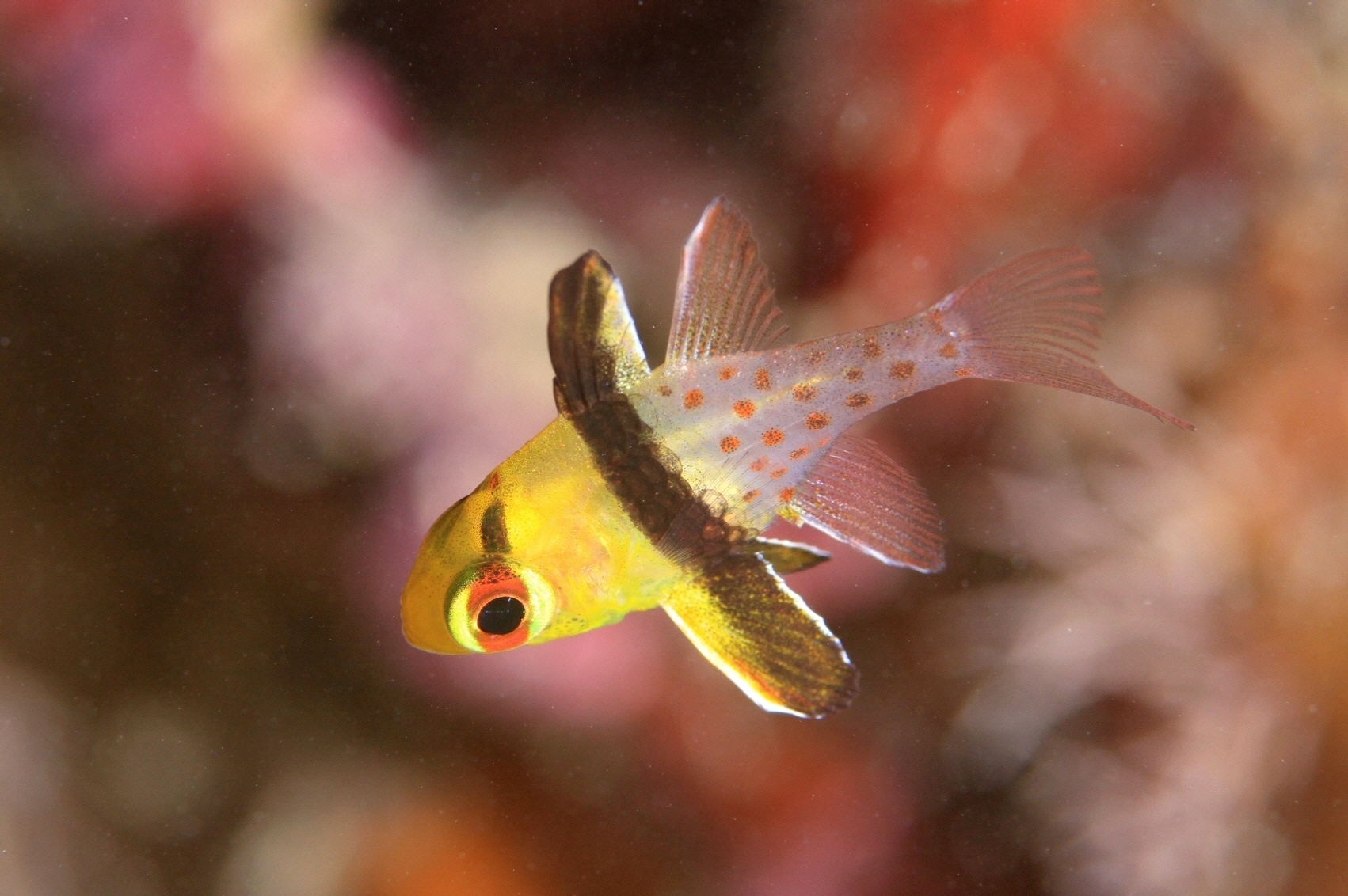 お魚図鑑 2 海底奉行のわくわく海洋教室