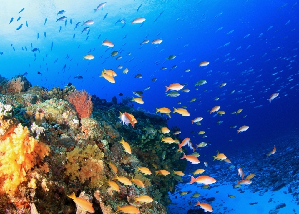 メラネシアンアンティアス お魚図鑑 海底奉行のわくわく海洋教室