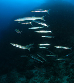 タイワンカマス お魚図鑑 海底奉行のわくわく海洋教室