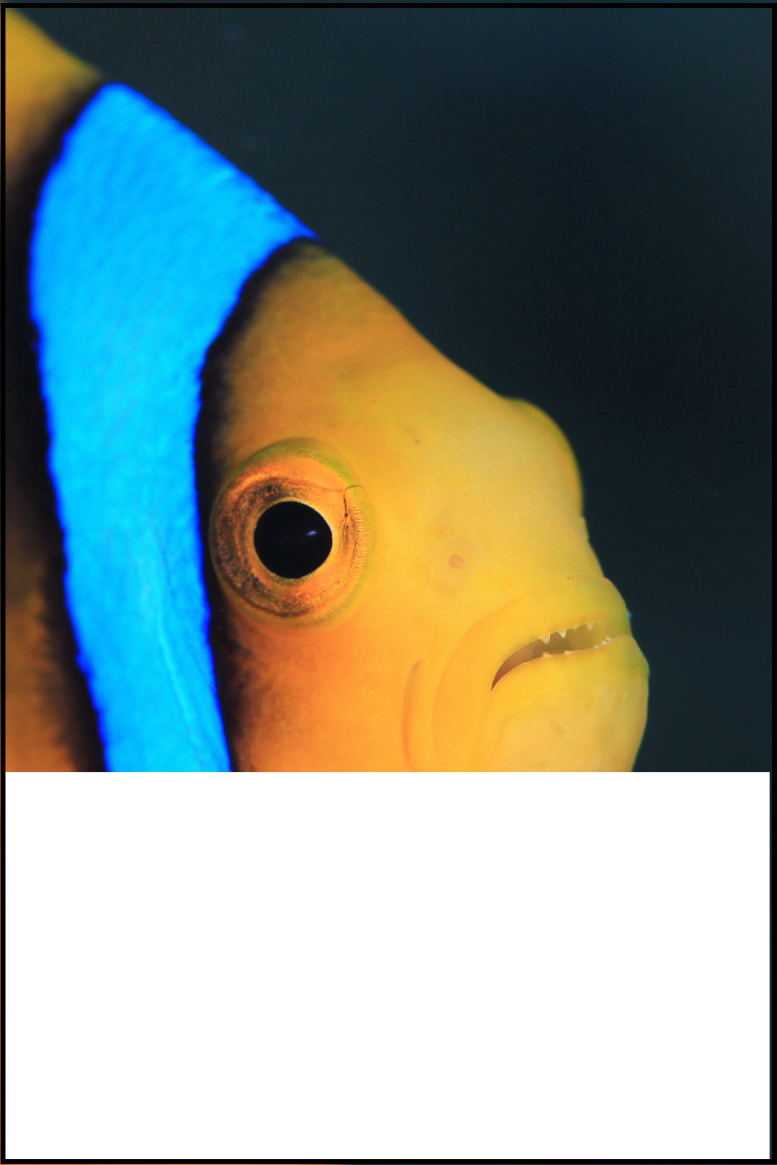 denwa.png